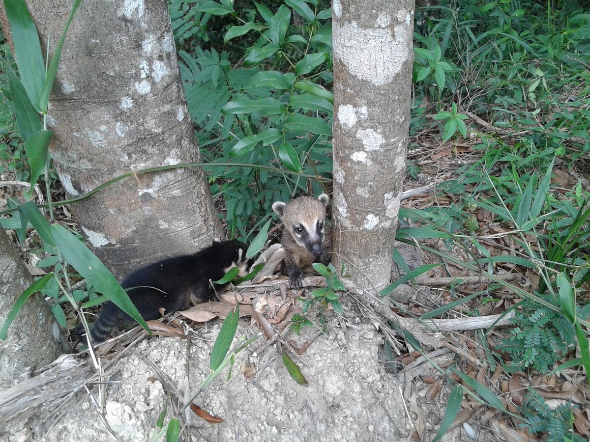 Sossego Da Mata Villa Santo Antônio do Leite Buitenkant foto